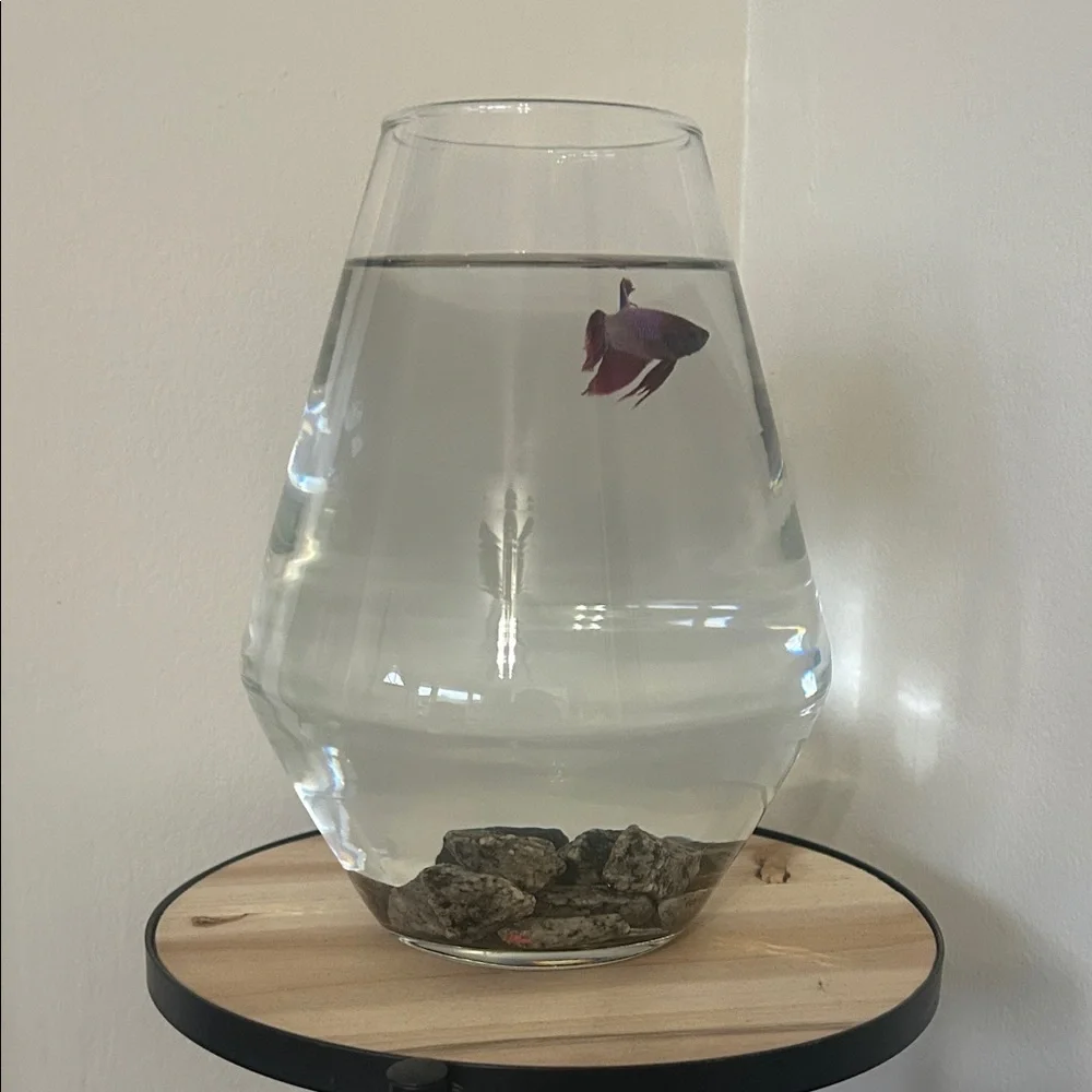 🆕🐟 Geometric Fish Tank Glass Bowl Aquarium